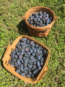 baskets for holding picked berries