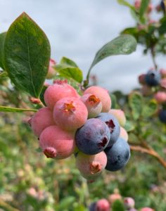 the difference between ripe berries and immature ones