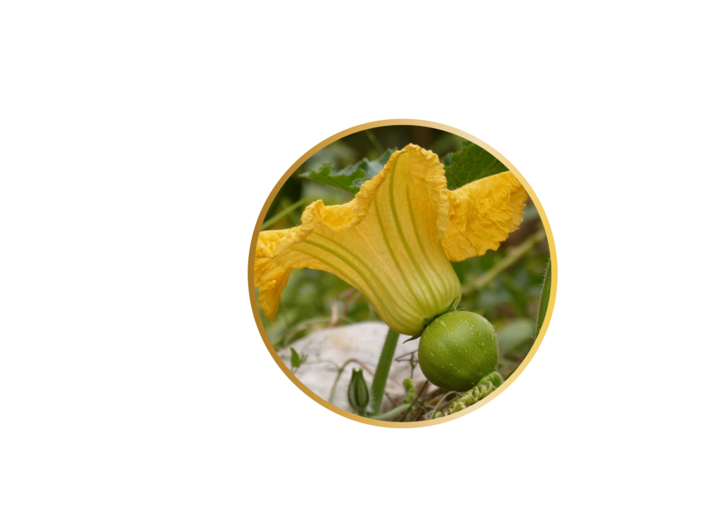 a pumpkin flower in boom