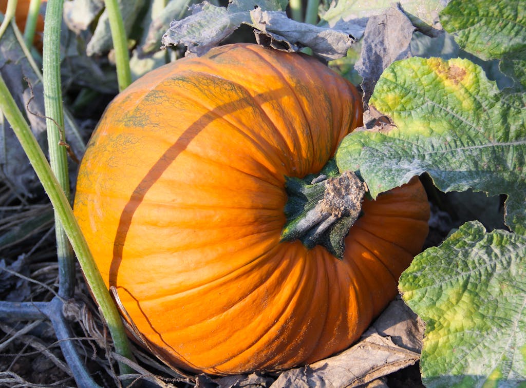 pumpkin growing on a vine